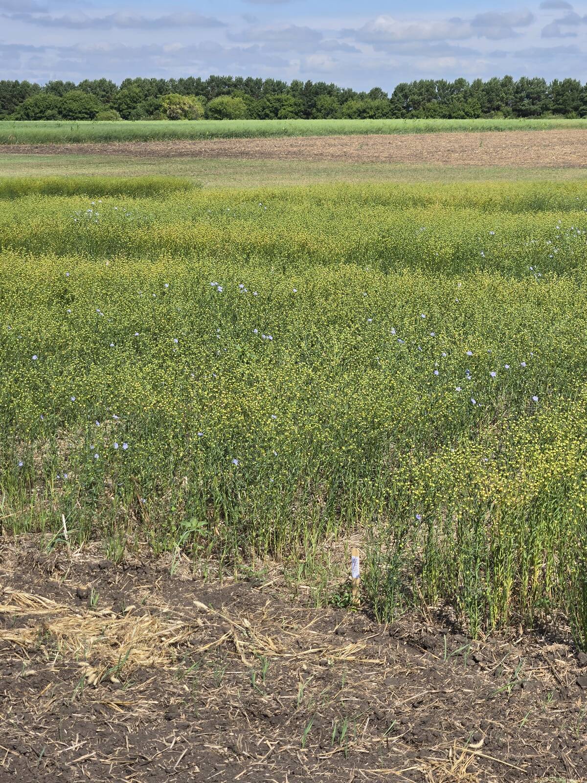 Researchers are testing seed treatments at flax plots at the Manitoba Crop Diversification Centre in Carberry this year. Photo: Miranda Leybourne