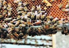 The idea that producing more queen bees and nucleus colonies in Canada will reduce the number of planes in the air is far-fetched.