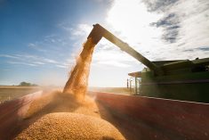 Combining in Manitoba advanced 12 points at 85 per cent complete for the week ended Oct. 7. While some crops made great amounts of progress, others did not. Photo: File