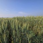 A field of wheat at the Brandon Research and Development Centre on Aug. 7, 2025.