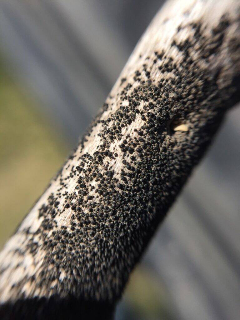 Blackleg microsclerotia on a canola stem. Photo: Canola Council of Canada