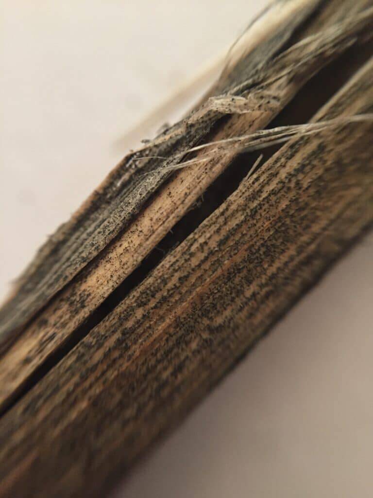 A canola stem infected by verticillium. Often mistaken for blackleg, one identifying factor is the microsclerotia are much smaller than with blackleg.
Photo: Canola Council of Canada
