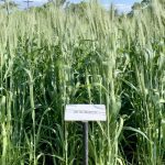 AgGronomyTV: Ramping up your nitrogen efficiency