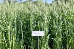 AgGronomyTV: Ramping up your nitrogen efficiency