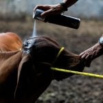 Carlos Mahr, cattle producer and President of the Chiapas Livestock Union Spray disinfectant on one of his cows as the Mexican government and ranchers struggle to control the spread of the flesh-eating screwworm, in Tuxtla Gutierrez, Chiapas state, Mexico July 3, 2025. Photo: REUTERS/Daniel Becerril