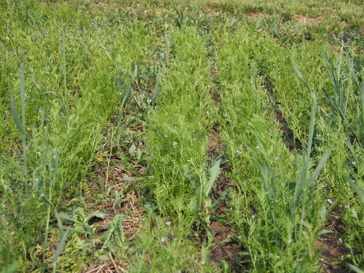 Organic lentil field seeded using FarmDroid seeder near Paddockwood, Sask. Photo: Janelle Rudolph