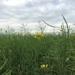 A canola field under cloudy skies in northeastern Saskatchewan in August 2015. Pic: Dave Bedard