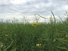 A canola field under cloudy skies in northeastern Saskatchewan in August 2015. Pic: Dave Bedard