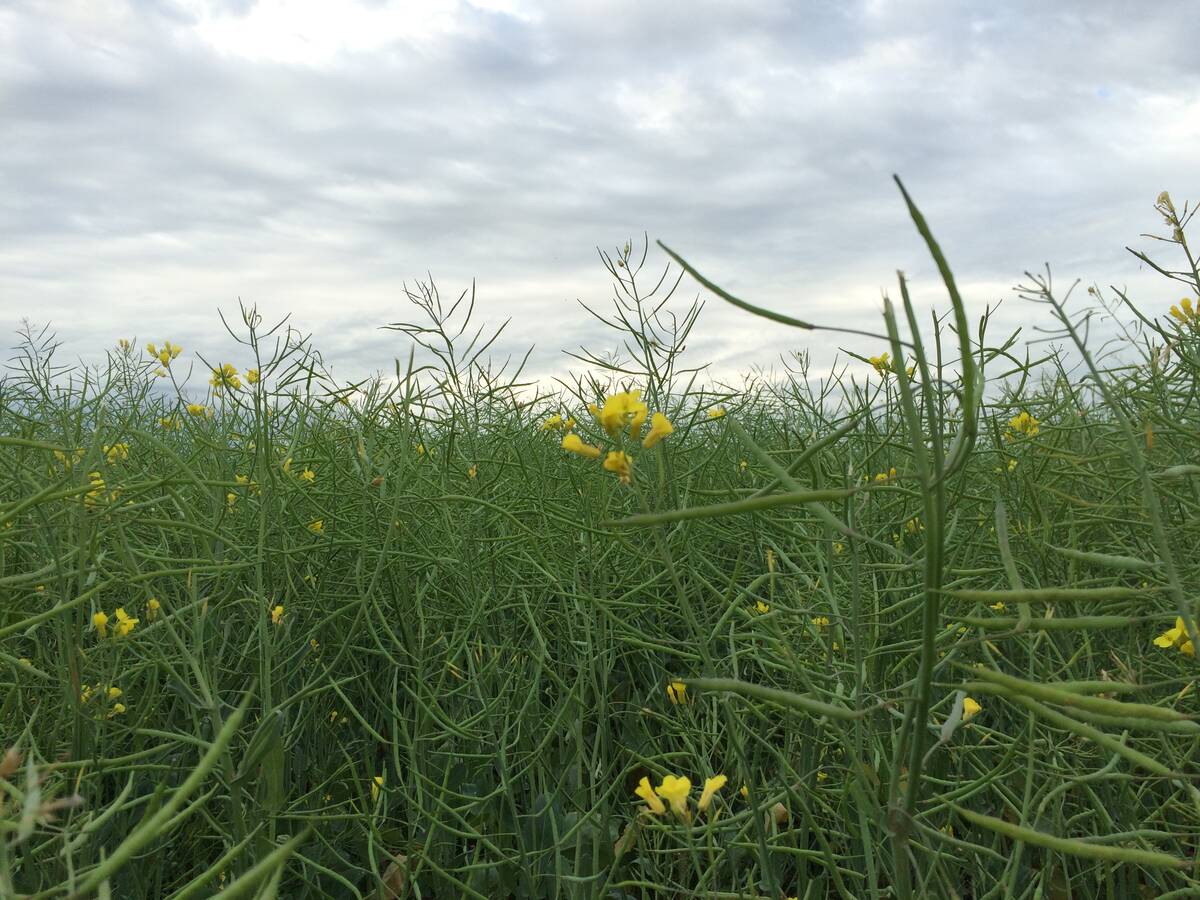 A canola field under cloudy skies in northeastern Saskatchewan in August 2015. Pic: Dave Bedard