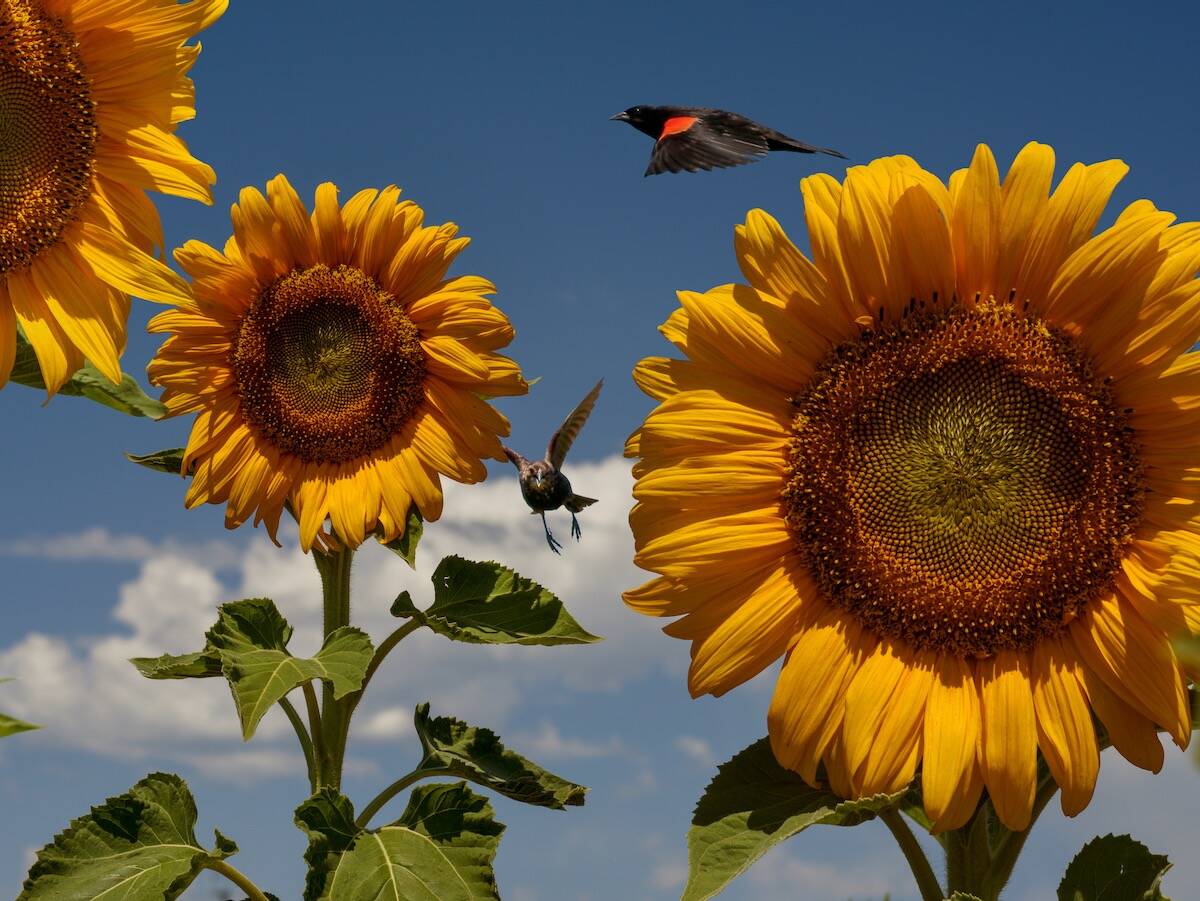 Red-winged blackbirds fly over a U.S. sunflower crop in 2017. Pic: Supercaliphotolistic/iStock/Getty Images