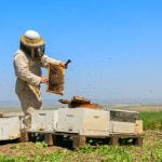 A beekeeper checks their honeybee hives.
Photo: alexey_ds/iStock/Getty Images
