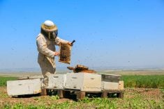 A beekeeper checks their honeybee hives.
Photo: alexey_ds/iStock/Getty Images