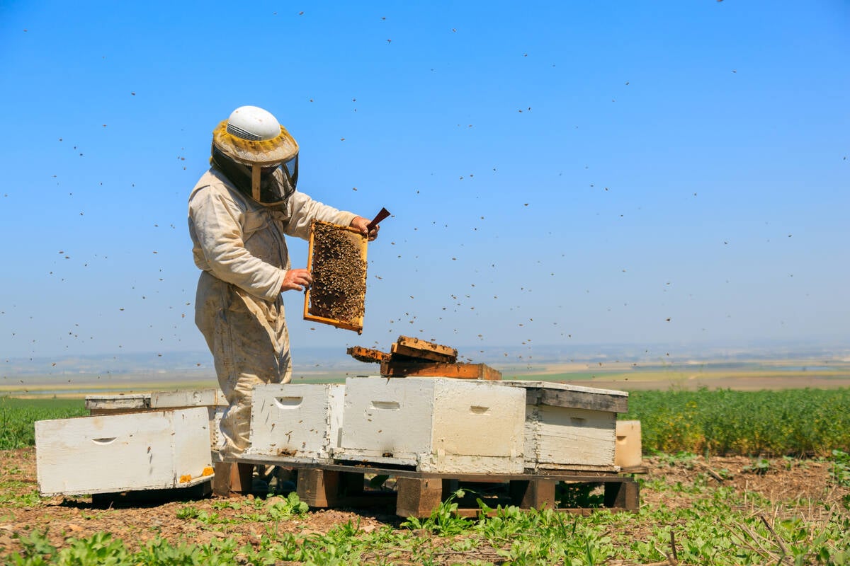 A beekeeper checks their honeybee hives.
Photo: alexey_ds/iStock/Getty Images
