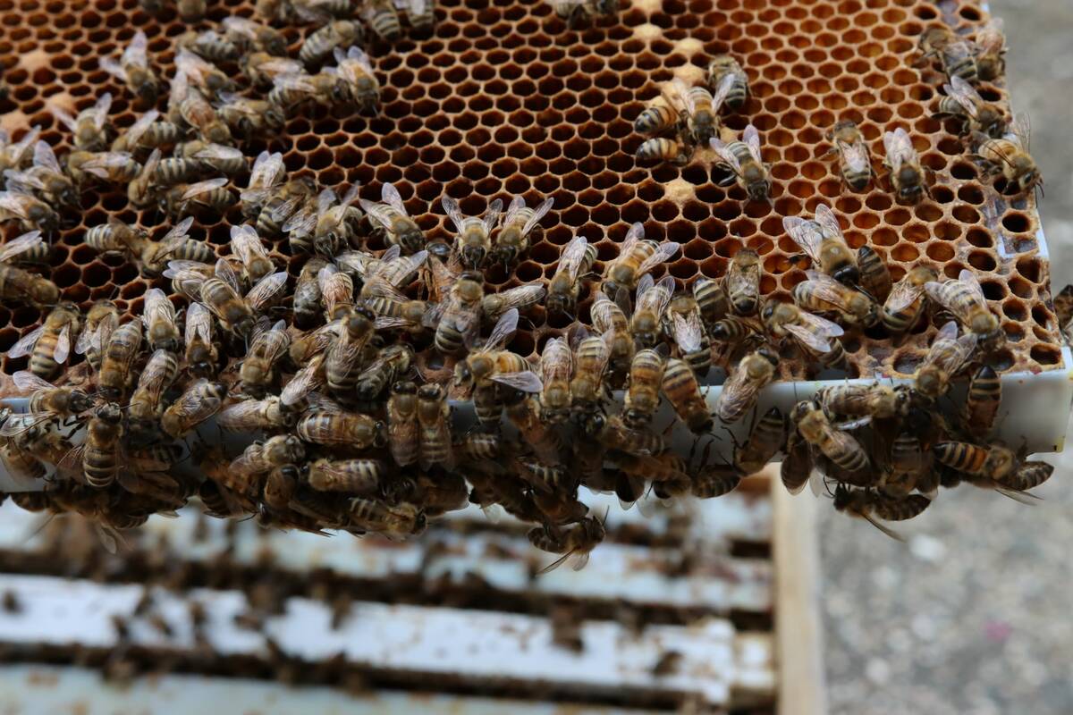 Coverage under Manitoba’s overwinter honeybee loss insurance has been expanded for 2025. Photo: Miranda Leybourne