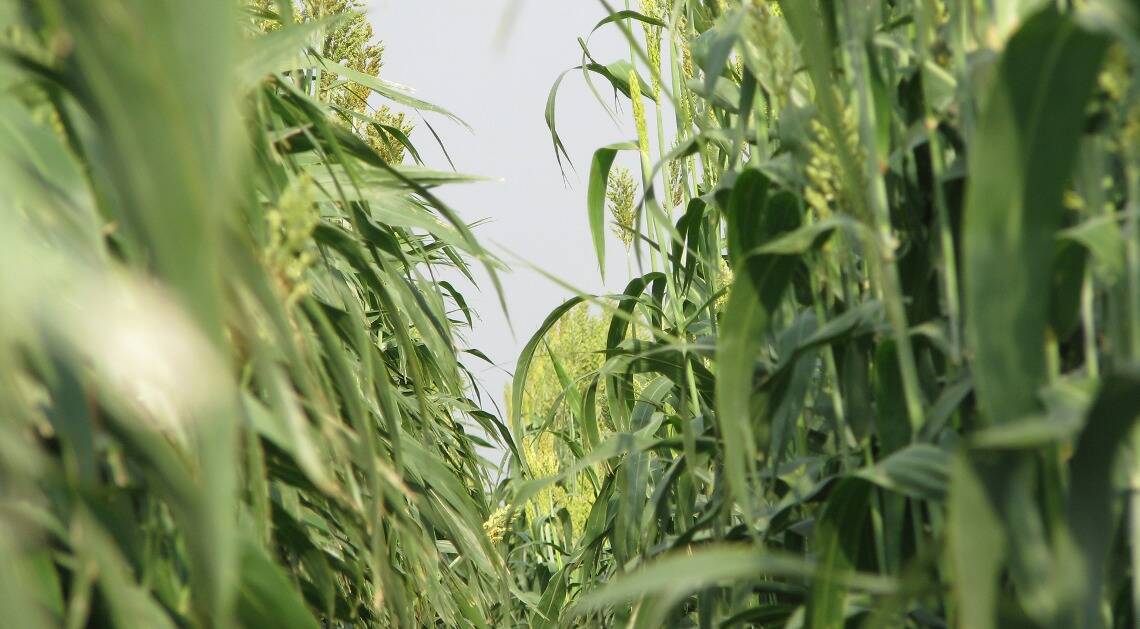 High biomass energy sorghum growing near College Station, Texas. Photo: Texas A&M