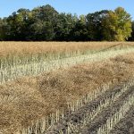 A canola crop partially in swath near St. Adolphe, Man. in September 2023. Pic: Dave Bedard