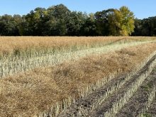 A canola crop partially in swath near St. Adolphe, Man. in September 2023. Pic: Dave Bedard