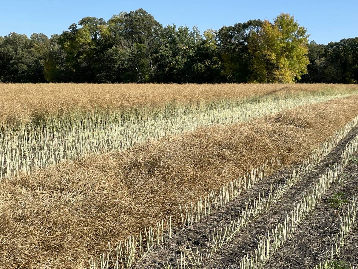 A canola crop partially in swath near St. Adolphe, Man. in September 2023. Pic: Dave Bedard
