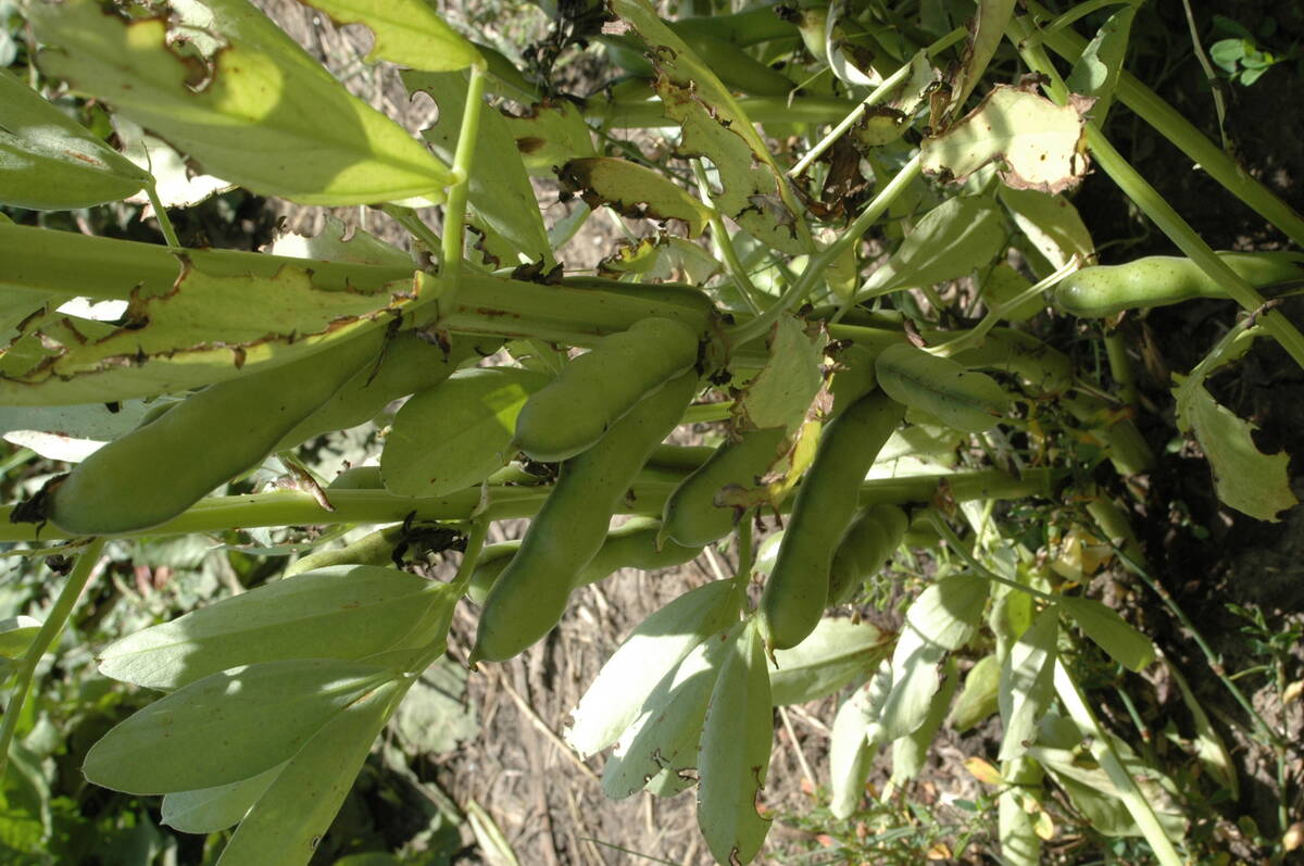 Faba beans are one among several pulse crops to attract investment for product and market development on the Prairies. Photo: File