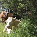 Cattle at Whiskey Creek Ranch are rotationally grazed intensively, moved every two to three days. (Jeremy Simes Photo)