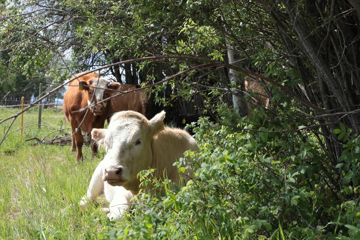 Cattle at Whiskey Creek Ranch are rotationally grazed intensively, moved every two to three days. (Jeremy Simes Photo)