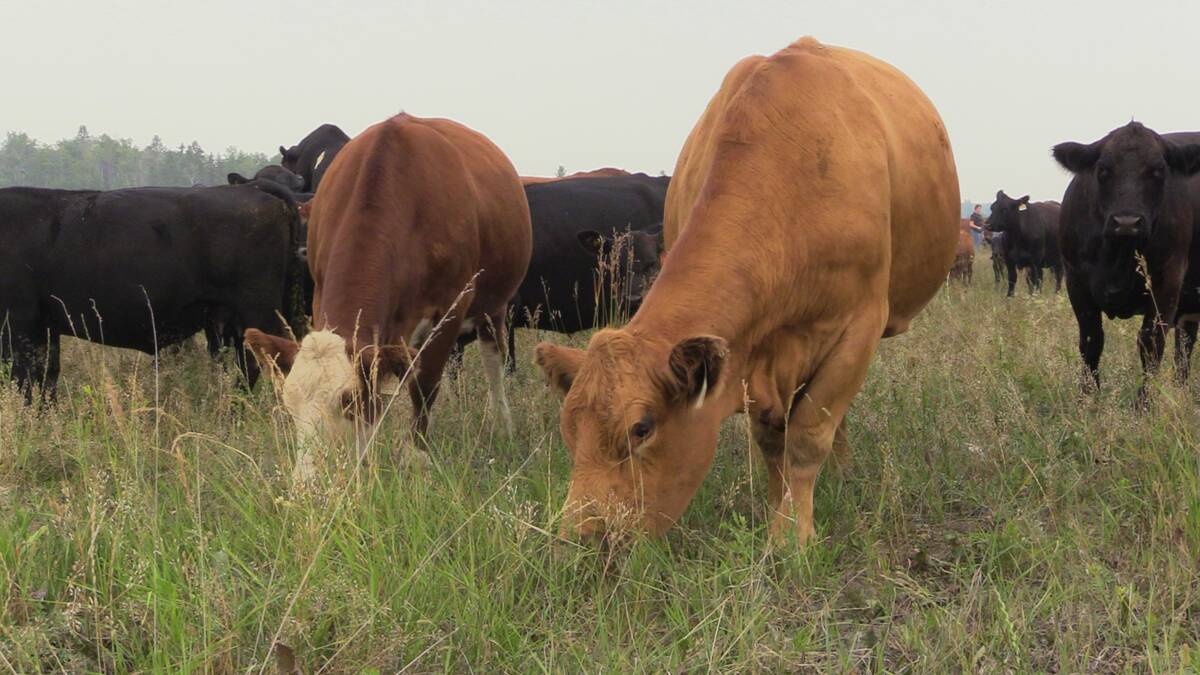 Cows graze in an Interlake-region pasture in Manitoba in July. Photo: Greg Berg