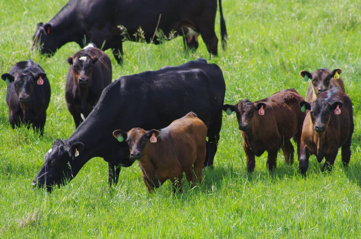Cows graze in a Manitoba pasture, accompanied by their calves. Photo: File