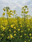 Canola flowers in Sturgeon County, Alberta, in July 2025. Photo: Zak McLachlan