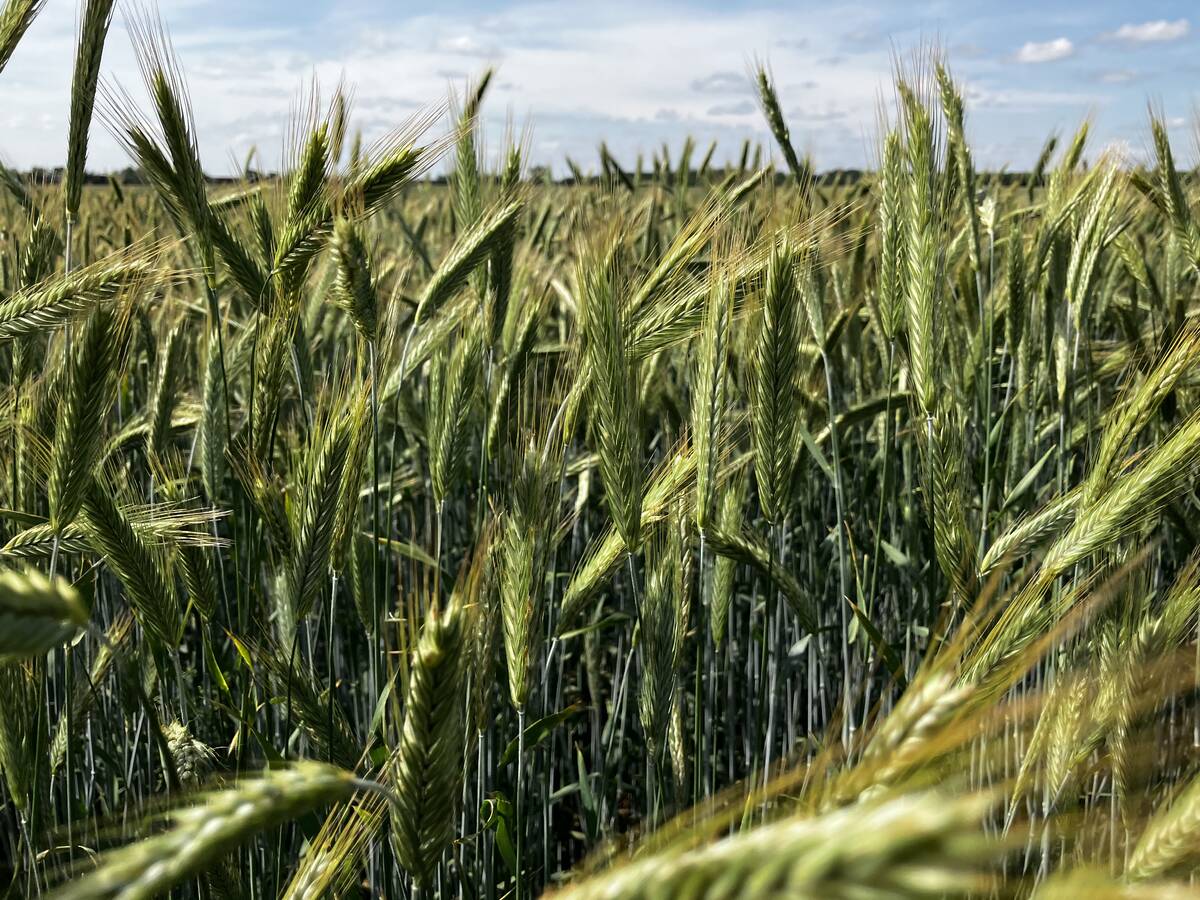 Fall rye ripens in June 2025 near Selkirk. Photo: Greg Berg