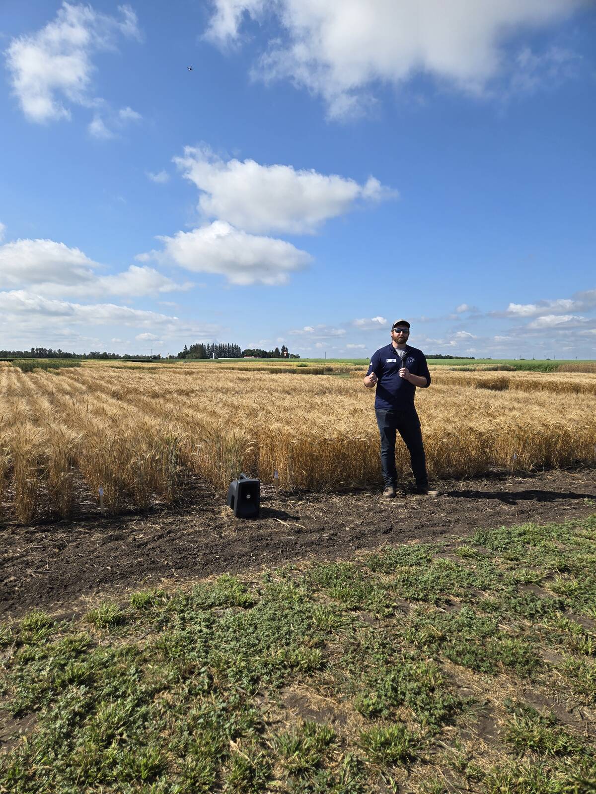 Ducks Unlimited Canada’s Alex Griffiths stands in front of a field of winter wheat at the Manitoba Crop Diversification Centre in Carberry on Aug. 6, 2025. Photo: Miranda Leybourne
