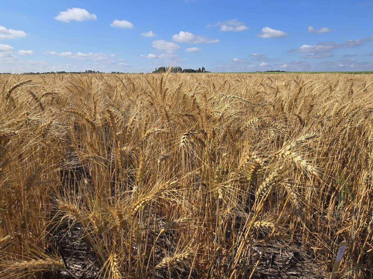 A winter wheat field at the Manitoba Crop Diversification Centre near Carberry on Aug. 6, 2025. Photo: Miranda Leybourne