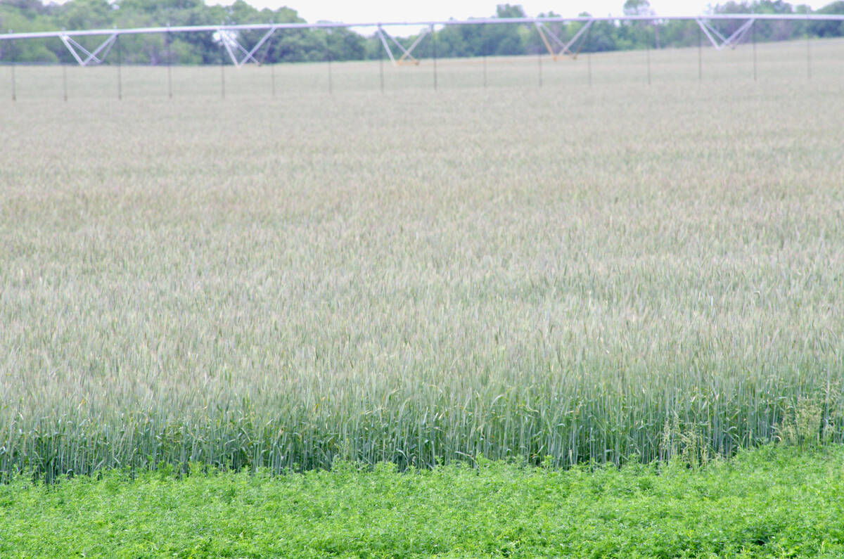 An irrigation pivot stands in the background of a maturing fall rye crop in western Manitoba in June 2024. Fall rye has enjoyed an upsurge in popularity in Manitoba, including record numbers for the crop harvested in 2025. Photo: File