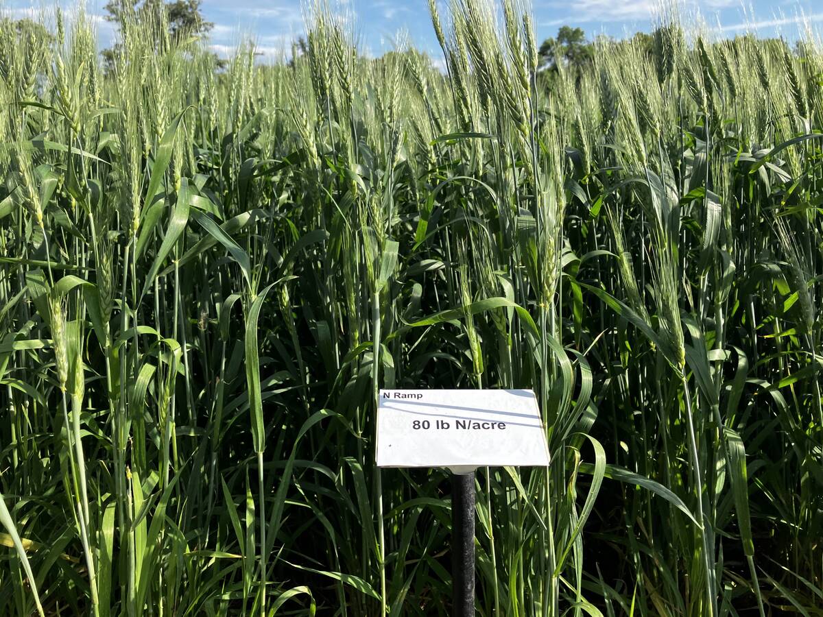 A field plot of winter wheat at the Ian N. Morrison Research Farm in Carman, Man., at Crop Diagnostic School on July 3, 2025. Photo: Greg Berg
