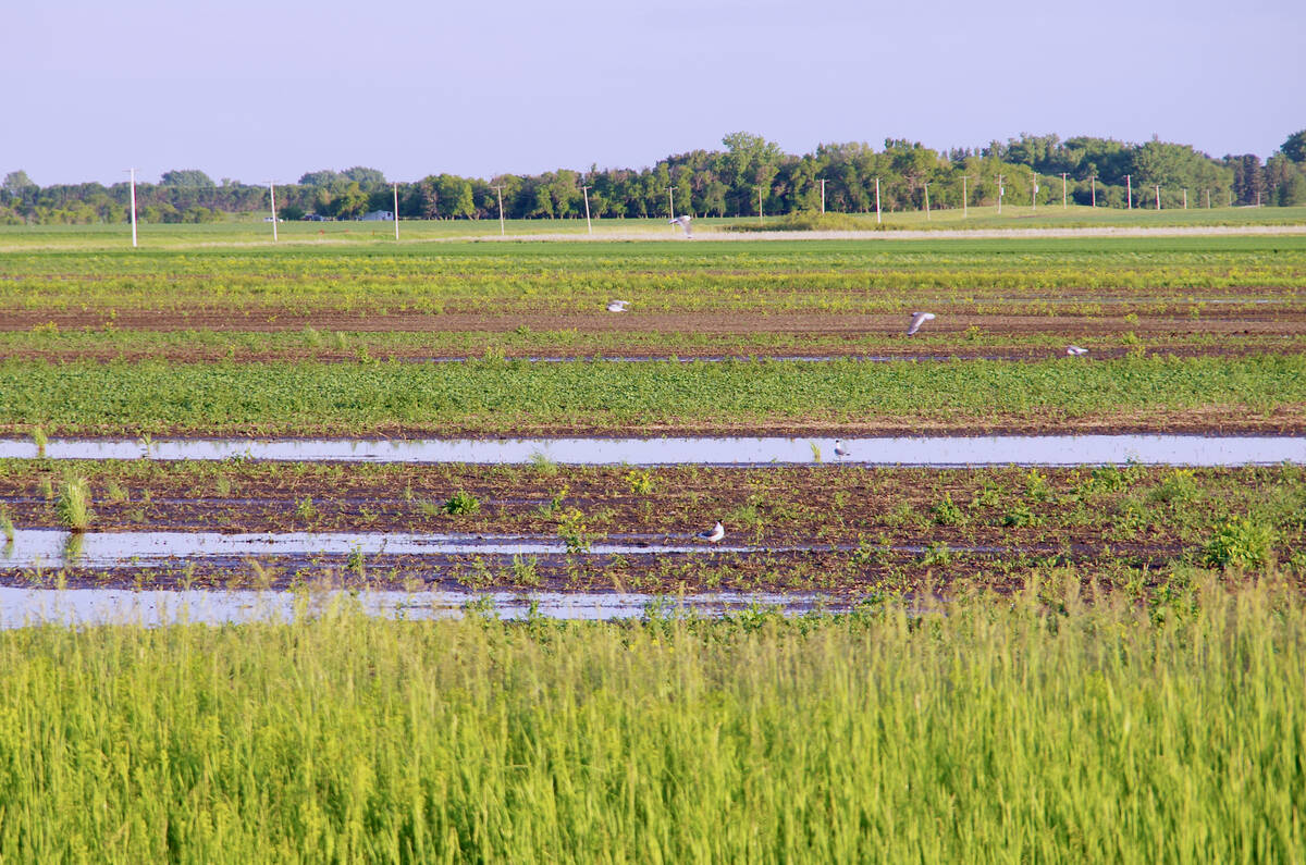 Last year was one such wet spring. Gulls take advantage of standing water in fields east of Miami in south-central Manitoba June 19, 2024, after a long stretch of persistent rain. Photo: Alexis Stockford