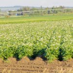 A potato crop blooms in southwestern Manitoba with an irrigation pivot visible behind. PHOTO: ALEXIS STOCKFORD 