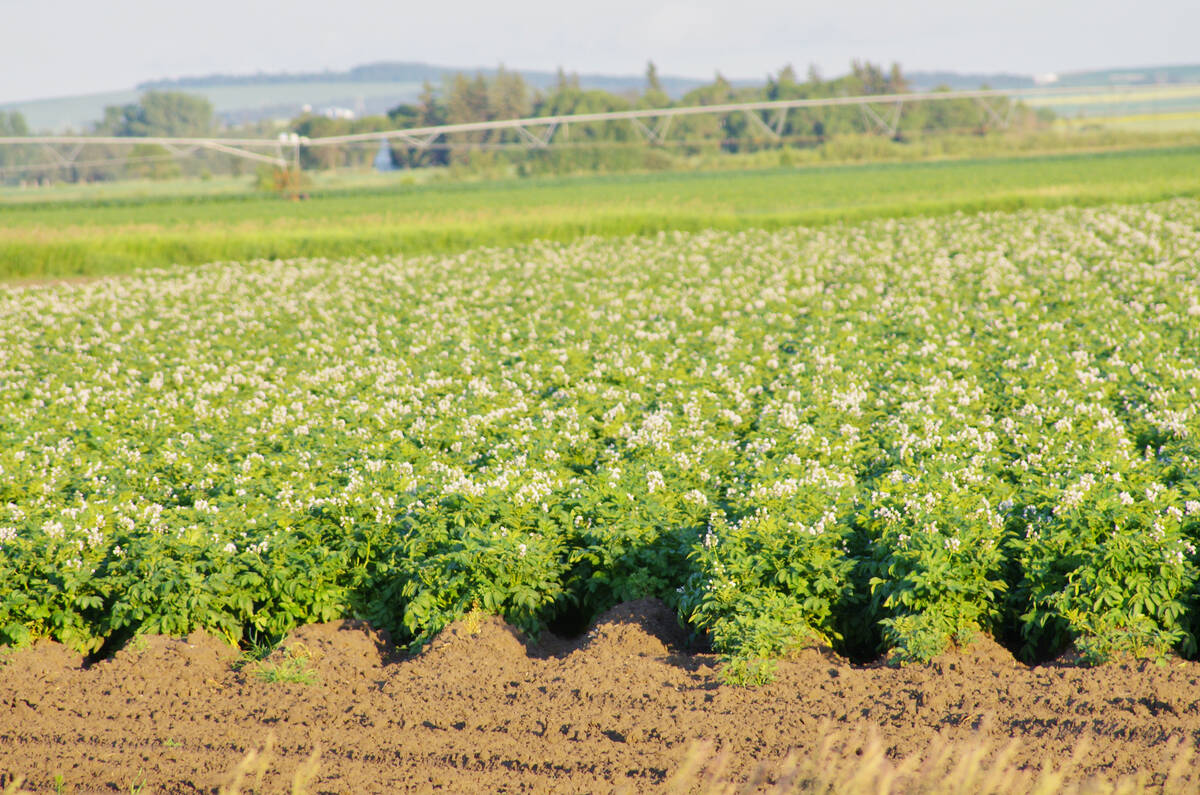 A potato crop blooms in southwestern Manitoba with an irrigation pivot visible behind. PHOTO: ALEXIS STOCKFORD