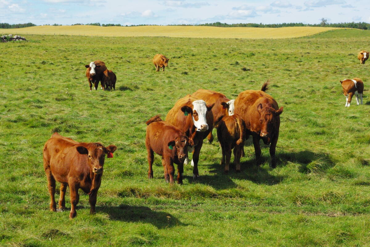 The U.S. cannot produce as much beef as its consumers require, Ted Bilyea argues, making tariffs against major U.S. trading partners fraught. Photo: Lisa Guenther