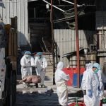 Workers from the China's Agriculture, Fisheries and Conservation Department carry out a cull at a pig farm in southern China in 2023 after samples were found positive for African swine fever. Photo: Dickson Lee/SCMP via Reuters Connect