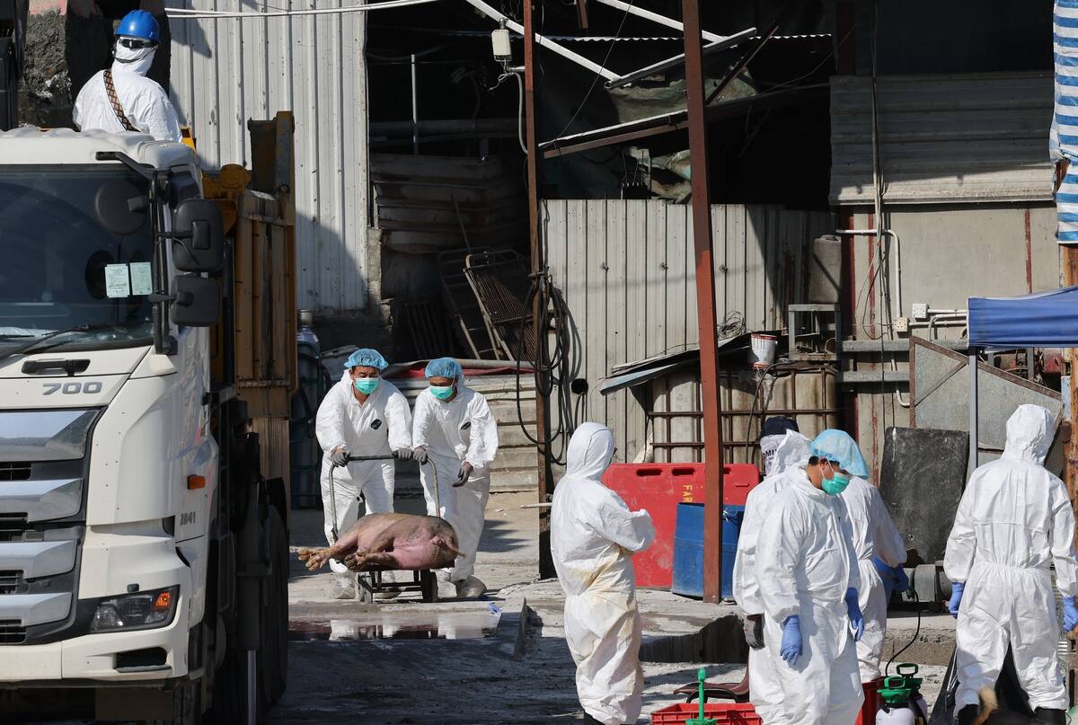 Workers from the China's Agriculture, Fisheries and Conservation Department carry out a cull at a pig farm in southern China in 2023 after samples were found positive for African swine fever. Photo: Dickson Lee/SCMP via Reuters Connect