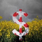Canadian dollars float in front of a canola crop with stormy skies in the background.
Photo: Bgfoto/Backhanding/RobinOlimb/iStock/Getty Images