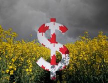 Canadian dollars float in front of a canola crop with stormy skies in the background.
Photo: Bgfoto/Backhanding/RobinOlimb/iStock/Getty Images