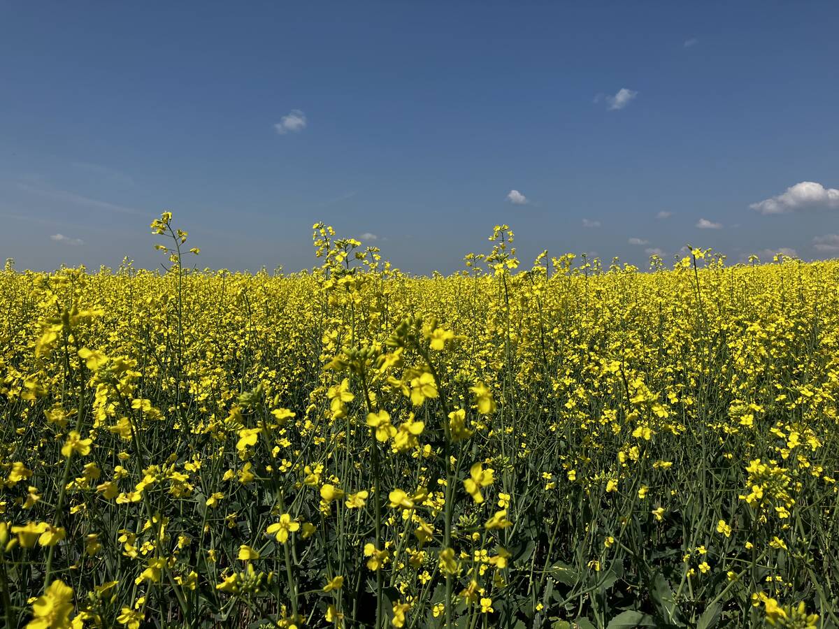 Canadian farmers watched their markets get sideswiped in August following China’s announcement of 75.8 per cent tariffs against Canadian canola seed. Photo: Greg Berg