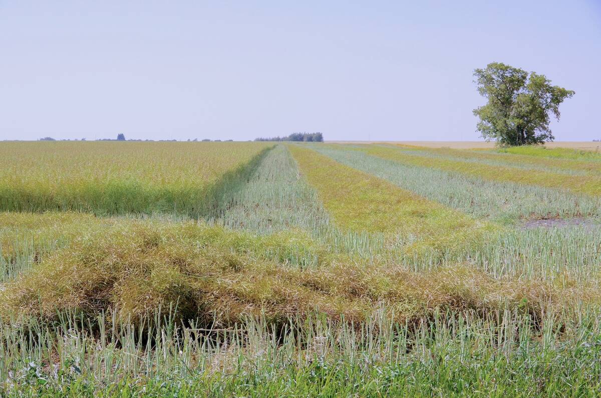 Prairie farmers are entering harvest season with a new level of market uncertainty around their canola crops. Photo: File