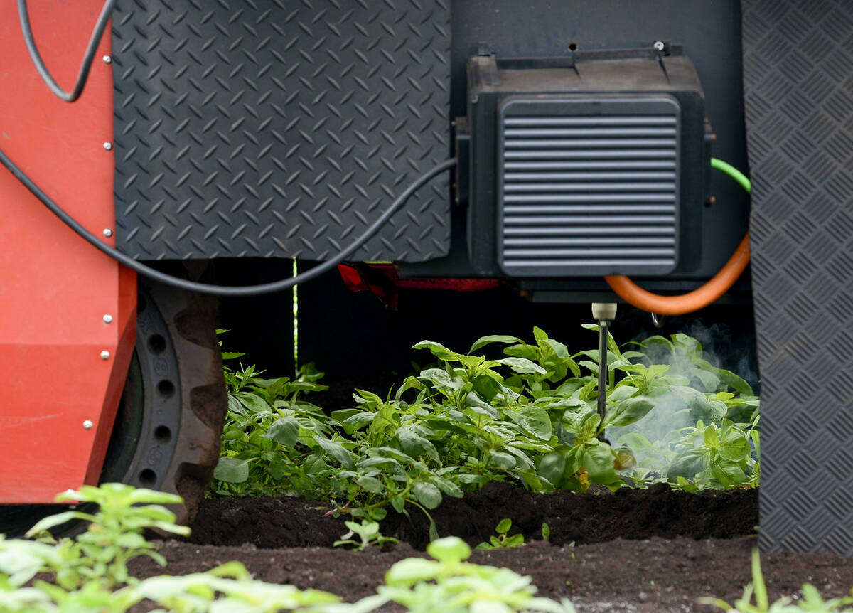 The BHF ElectricWeeder’s robotic arms navigate a crop, selectively killing weeds with high-voltage electricity. The machine uses AI learning to improve its accuracy. Photo: Diana Martin