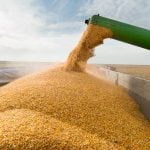 According to one grain trader, Ontario organic grain prices have been mostly steady but with some harvest pressure on corn and soybeans. Photo: iStock/Getty Images
