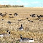 Two thatched layout blinds are camouflaged among goose decoys in a field to look like straw piles. Photo: Tim Sopuck