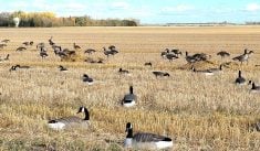 Two thatched layout blinds are camouflaged among goose decoys in a field to look like straw piles. Photo: Tim Sopuck