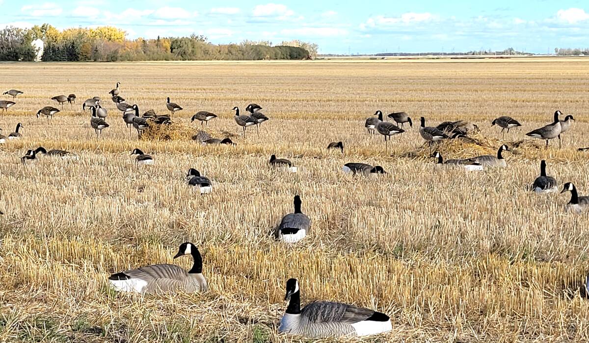 Two thatched layout blinds are camouflaged among goose decoys in a field to look like straw piles. Photo: Tim Sopuck