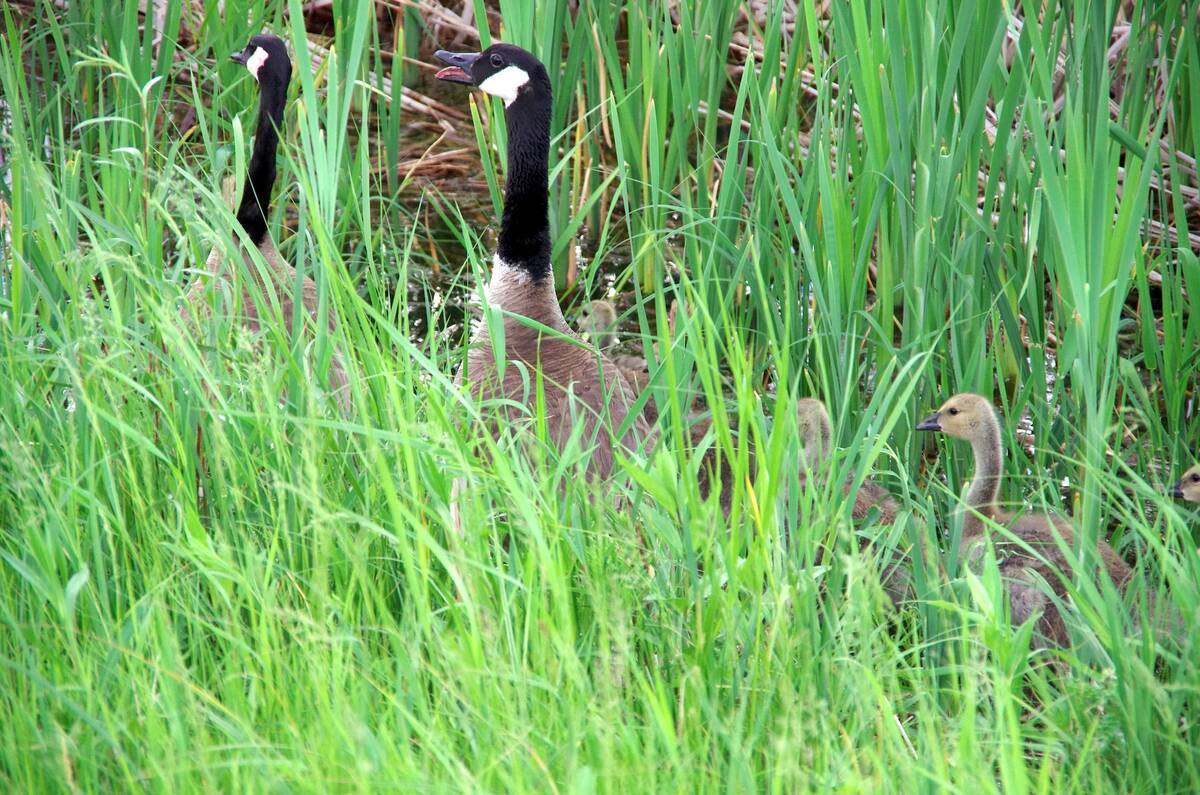 Canada geese aren’t just in marshes; a pair of Canada geese hustle their young away from the camera at the edge of a field near St. Claude, Man. Photo: Alexis Stockford