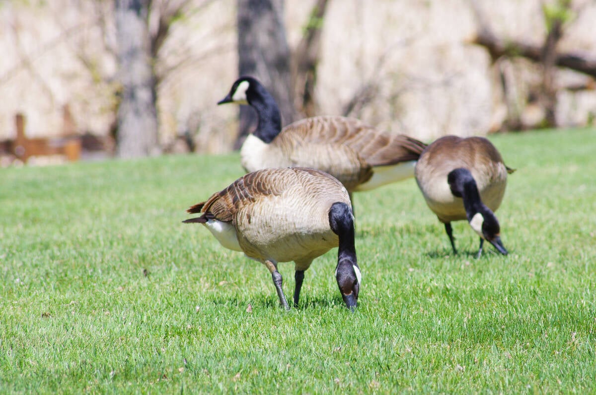 Canada geese forage in the grass near Cypress River, Man. Photo: Alexis Stockford